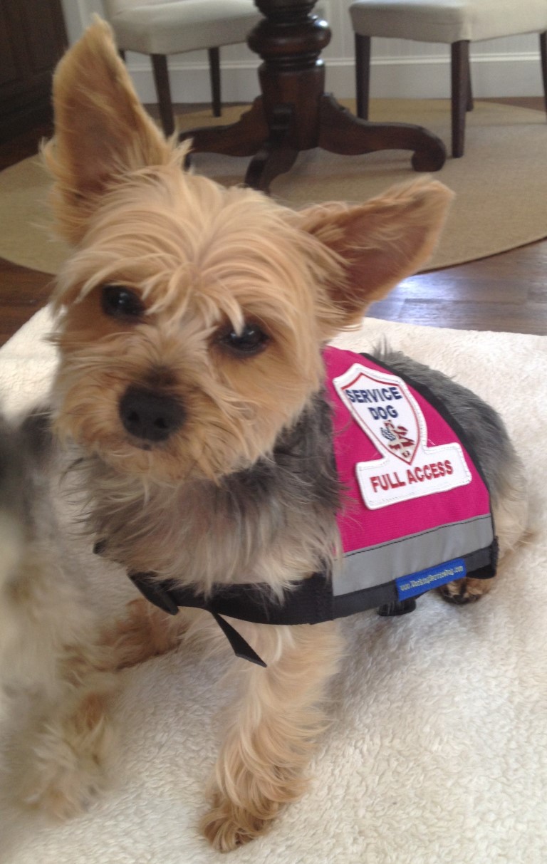 What Is The Best Small Service Dog